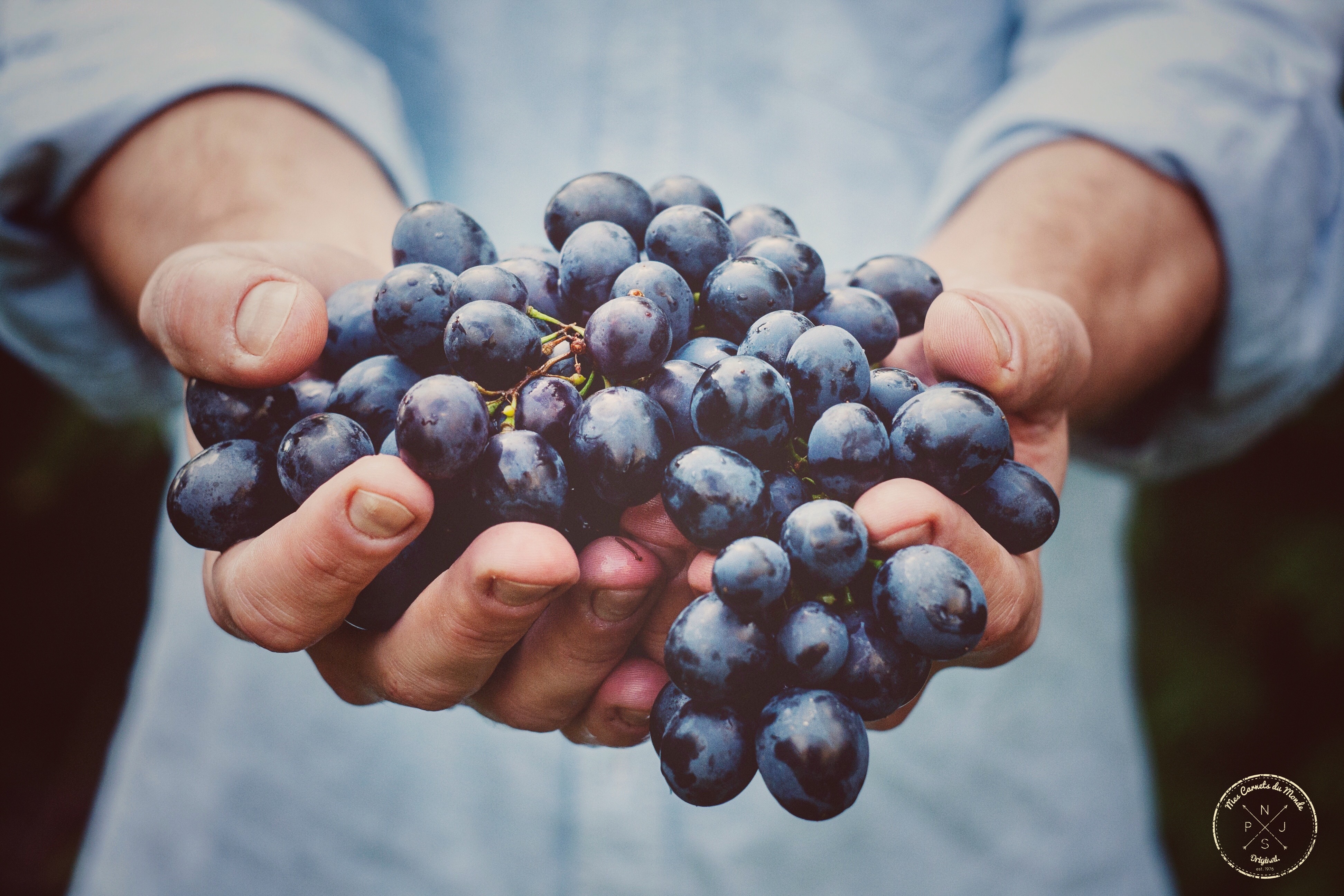 Oenotourisme : Visite de Château depuis Bordeaux - Grapes de raisin