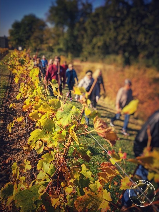 Semi-Marathon de Bordeaux : courir dans les vignes