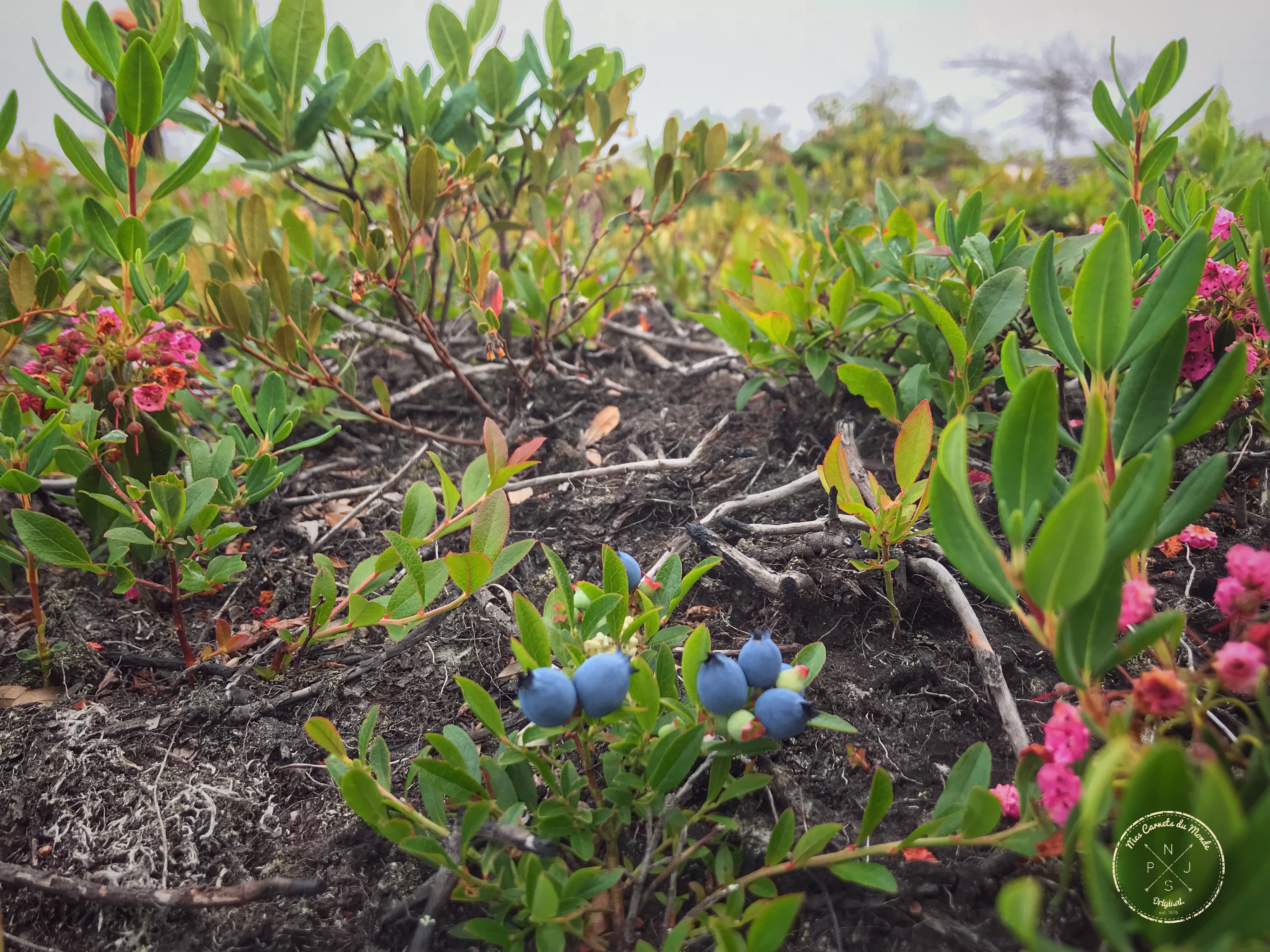 bleuets dans la tourbière d'une pourvoirie au Québec