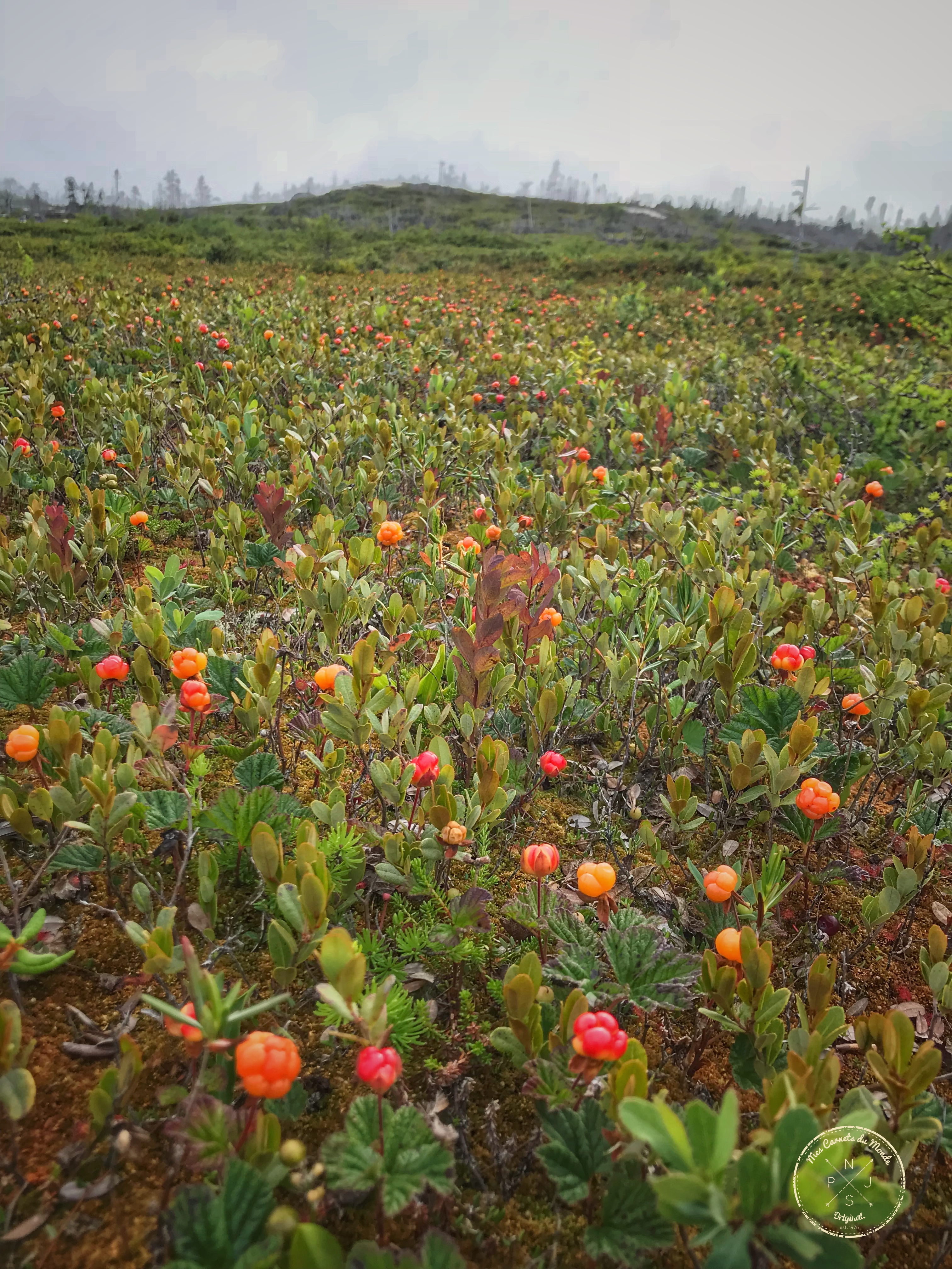 baies de chicoutais, dans une pourvoirie au Québec
