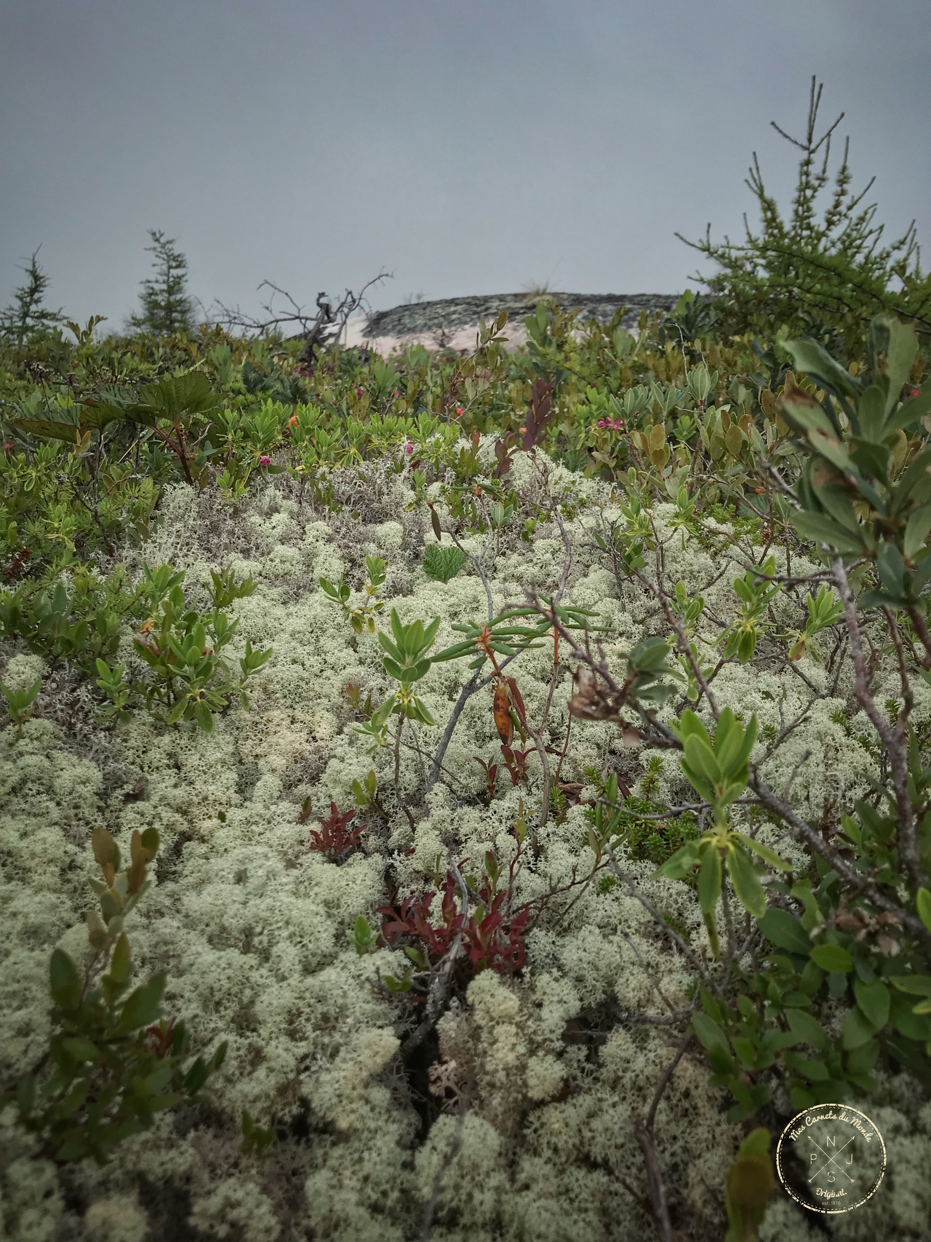 Lichen de Caribou dans la tourbière d'une pourvoirie au Québec