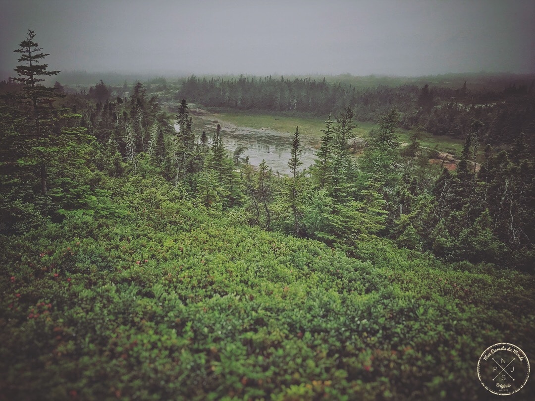 Dans les forêts de Québec, Canada