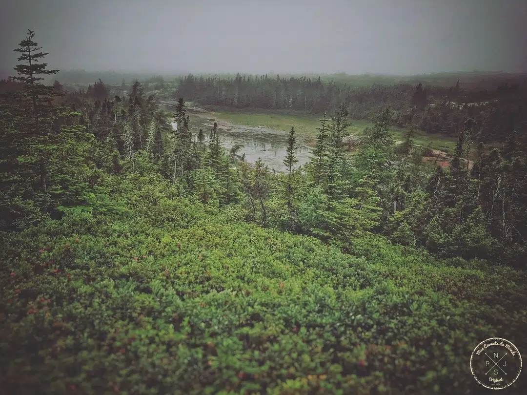 Dans les forêts de Québec, Canada