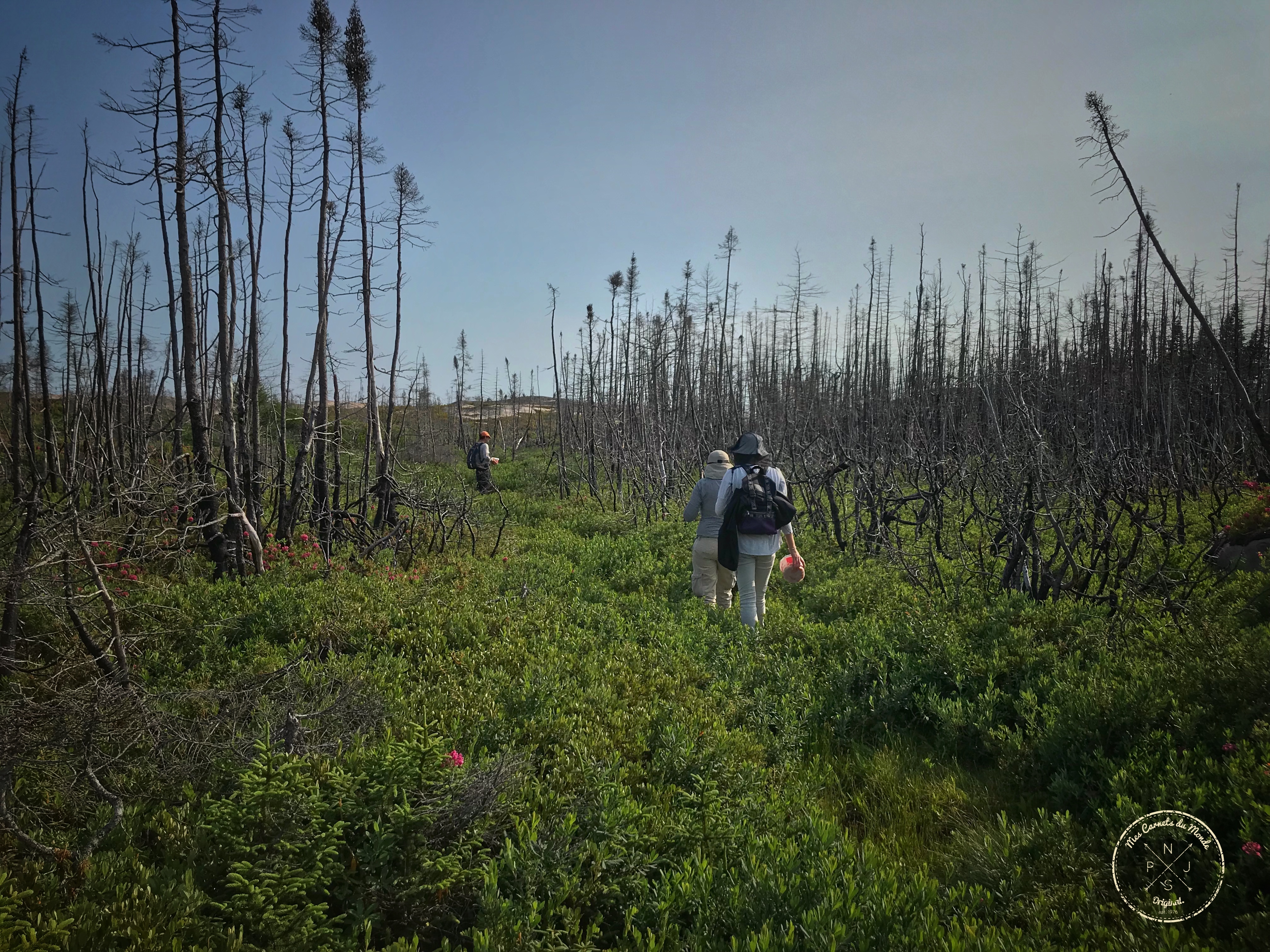 chemins dans la tourbière de la pourvoirie au Québec
