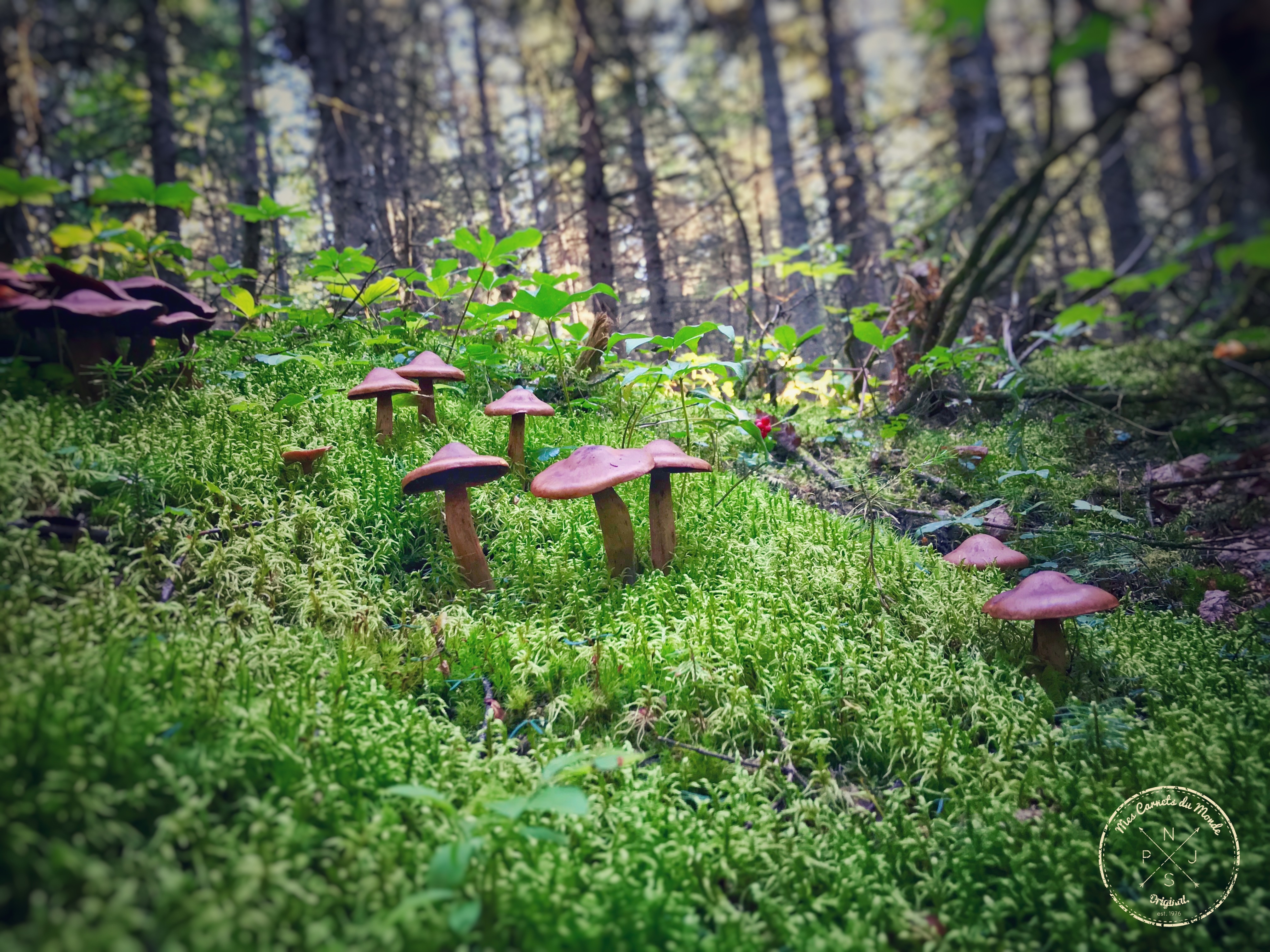 Forêt Québec, L&rsquo;Appel de la Forêt Canadienne &#8211; Chapitre 1, Mes Carnets du Monde