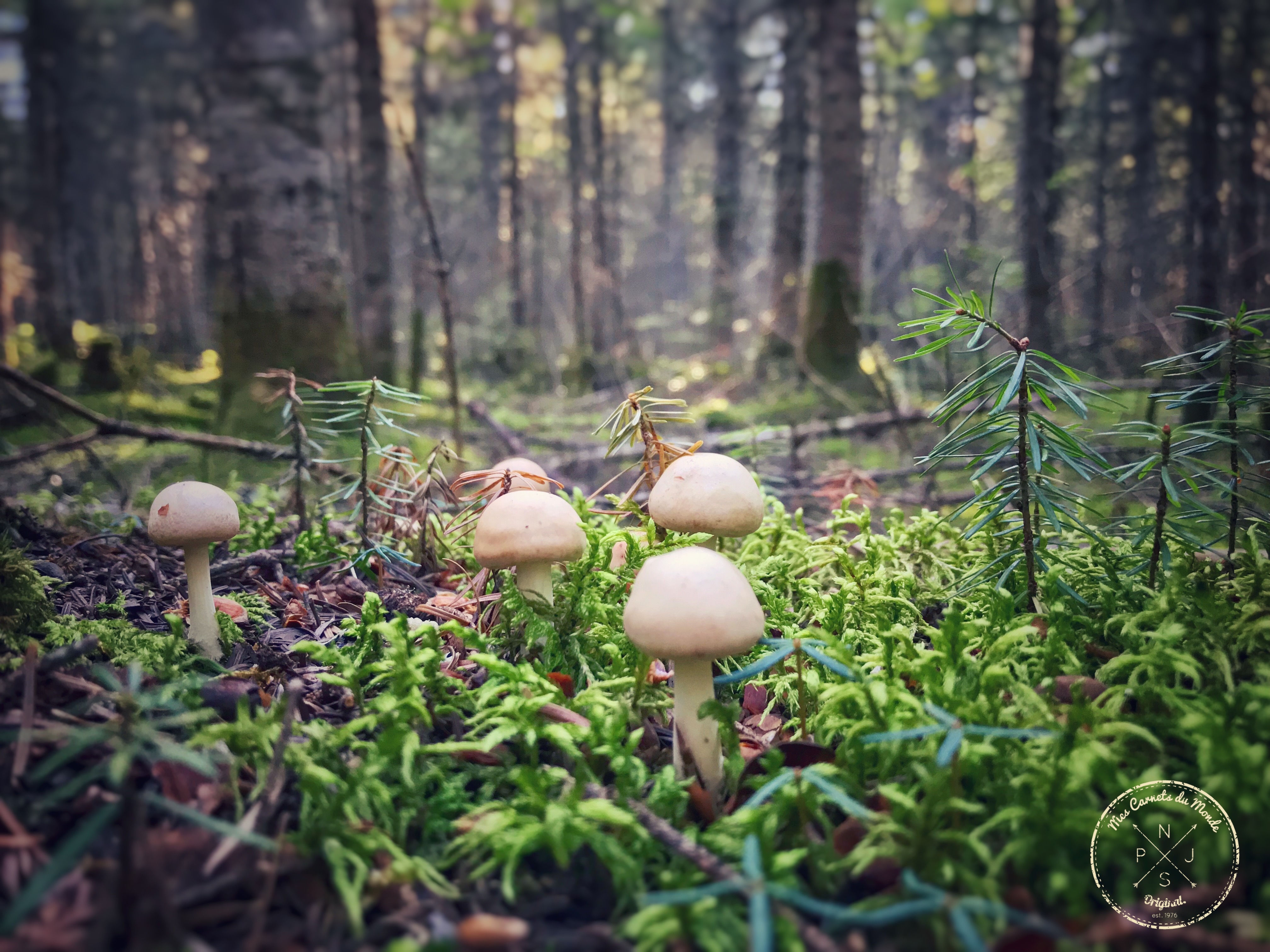 Forêt Québec, L&#8217;Appel de la Forêt Canadienne &#8211; Chapitre 1, Mes Carnets du Monde