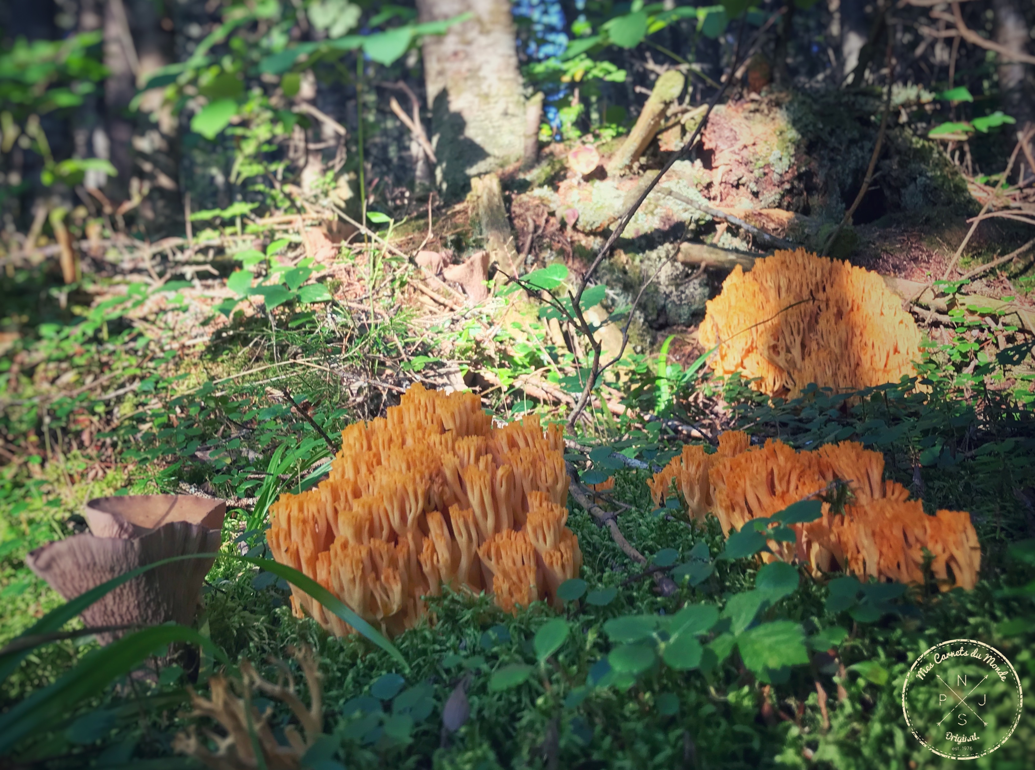 Forêt Québec, L&rsquo;Appel de la Forêt Canadienne &#8211; Chapitre 1, Mes Carnets du Monde
