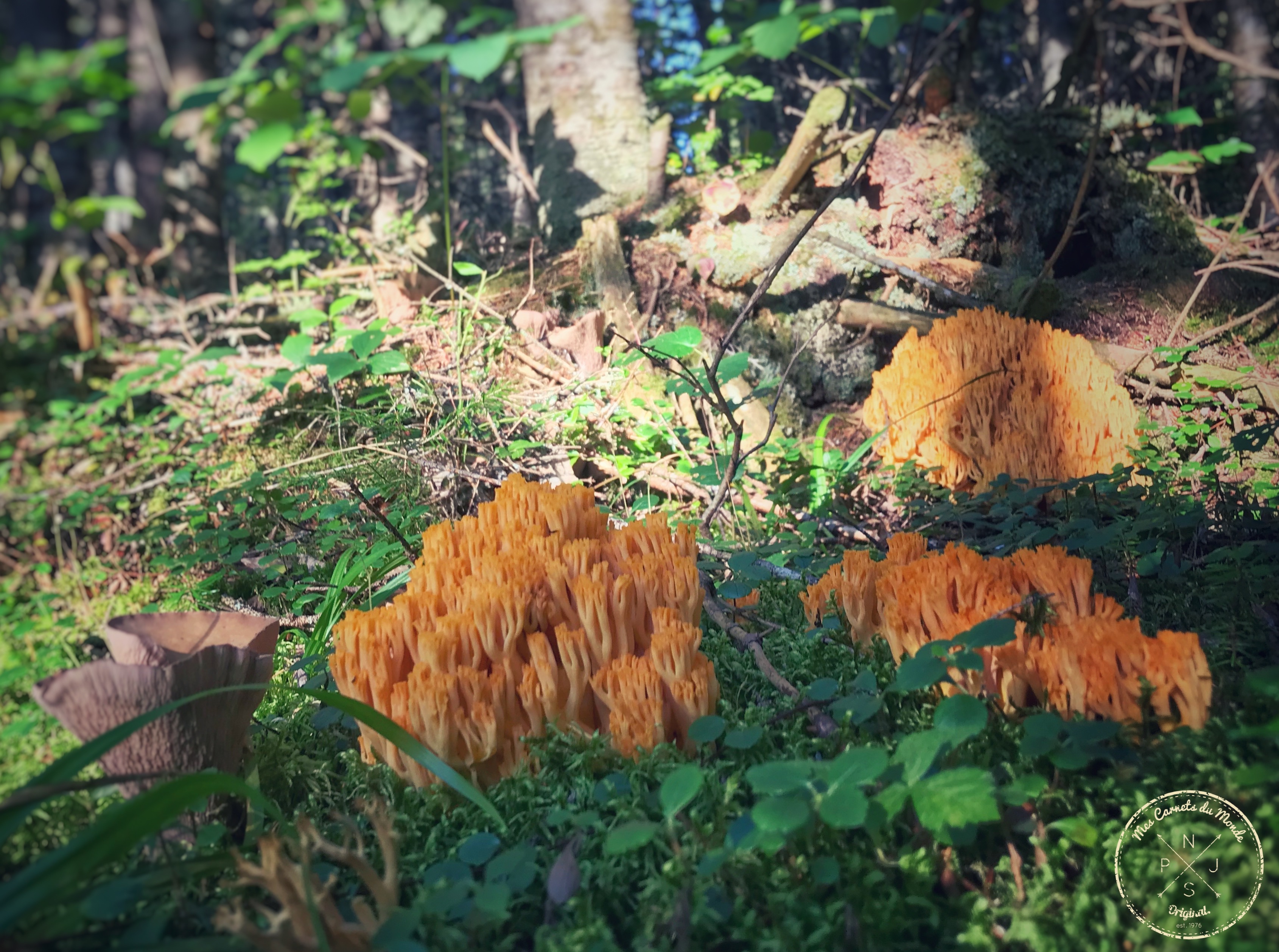 Forêt Québec, L&#8217;Appel de la Forêt Canadienne &#8211; Chapitre 1, Mes Carnets du Monde