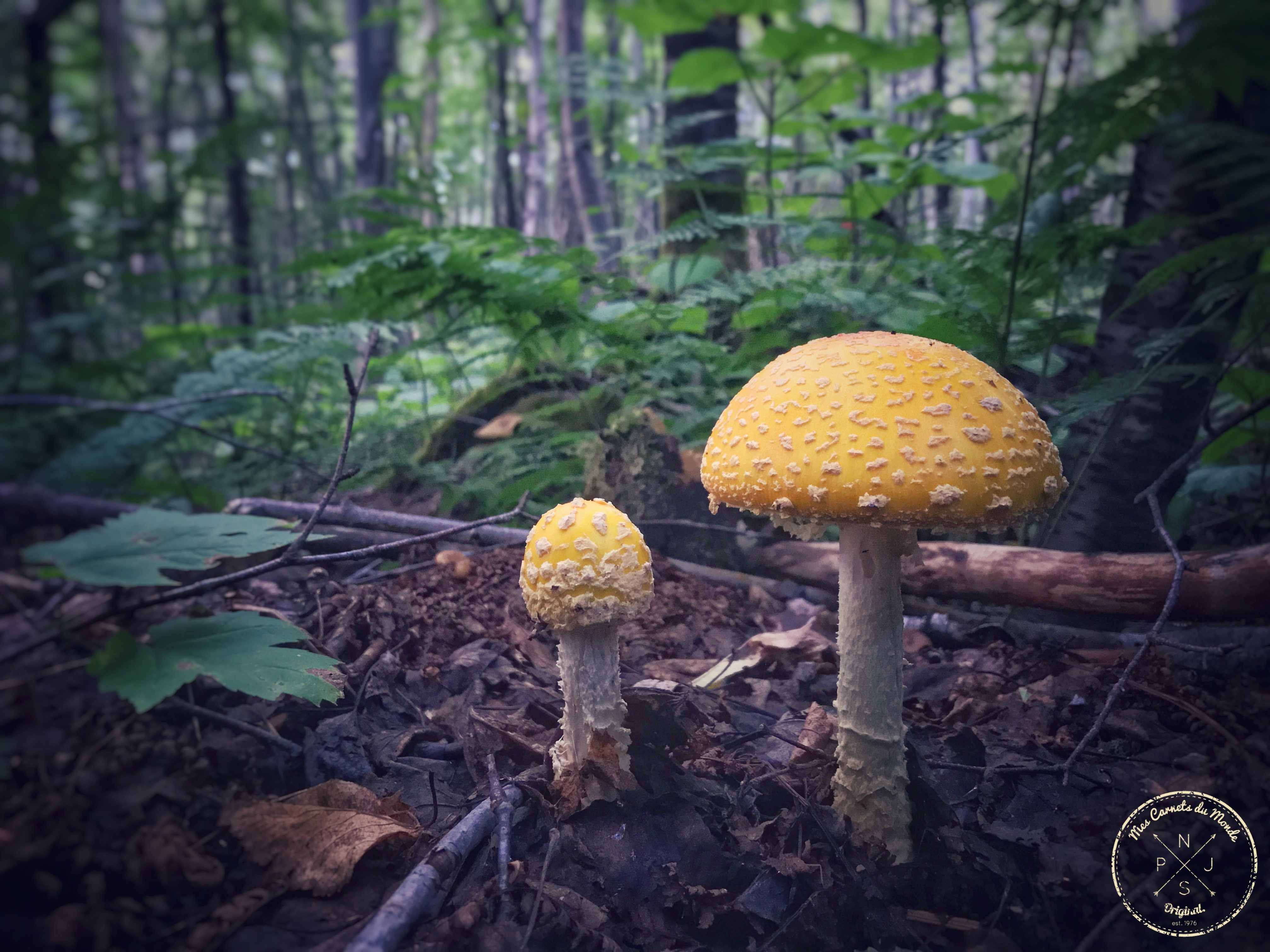 Forêt Québec, L&#8217;Appel de la Forêt Canadienne &#8211; Chapitre 1, Mes Carnets du Monde