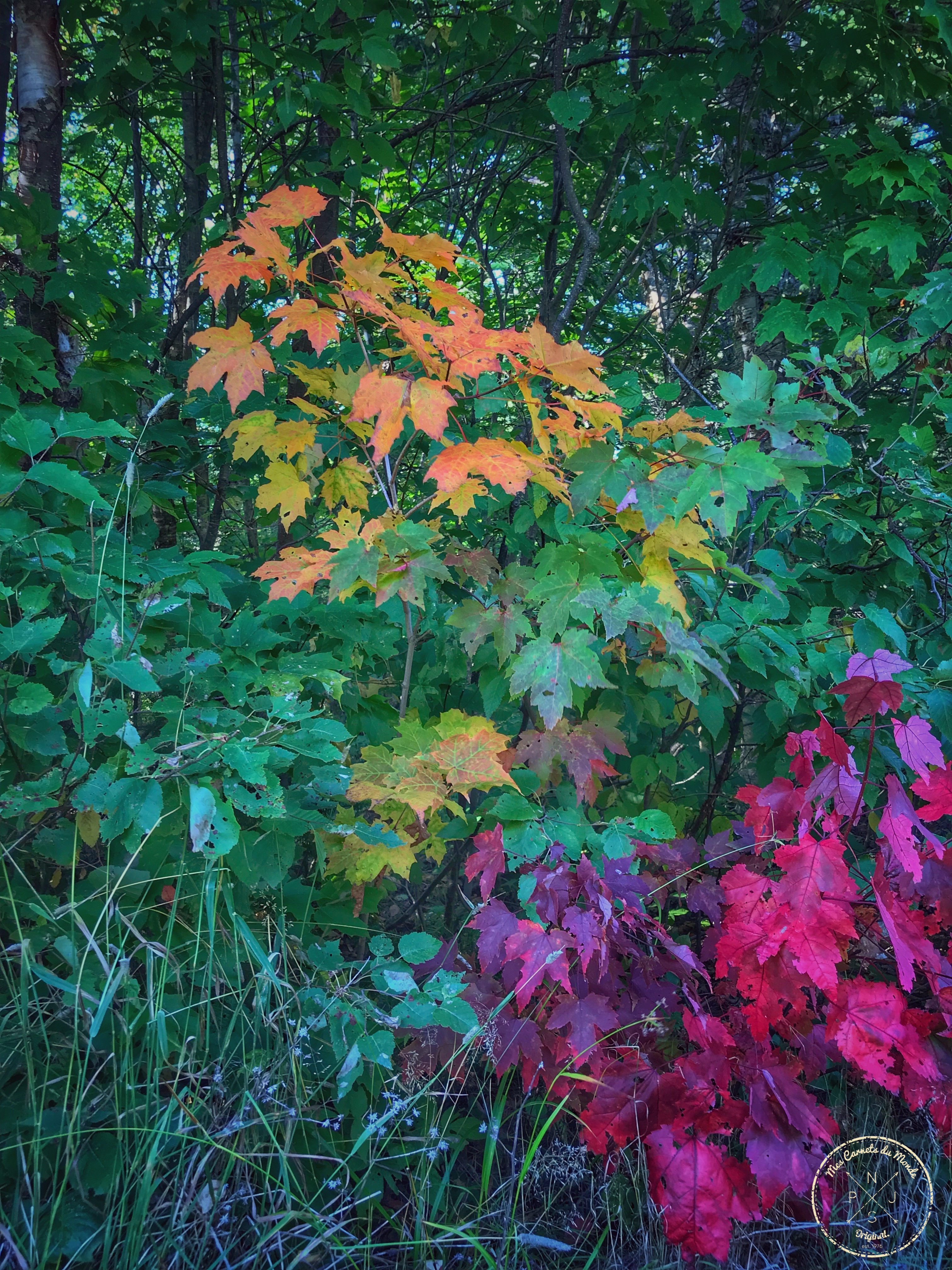 Forêt Québec, Dans la Forêt Lointaine&#8230; Aux Couleurs de l&rsquo;Eté Indien Canadien, Mes Carnets du Monde