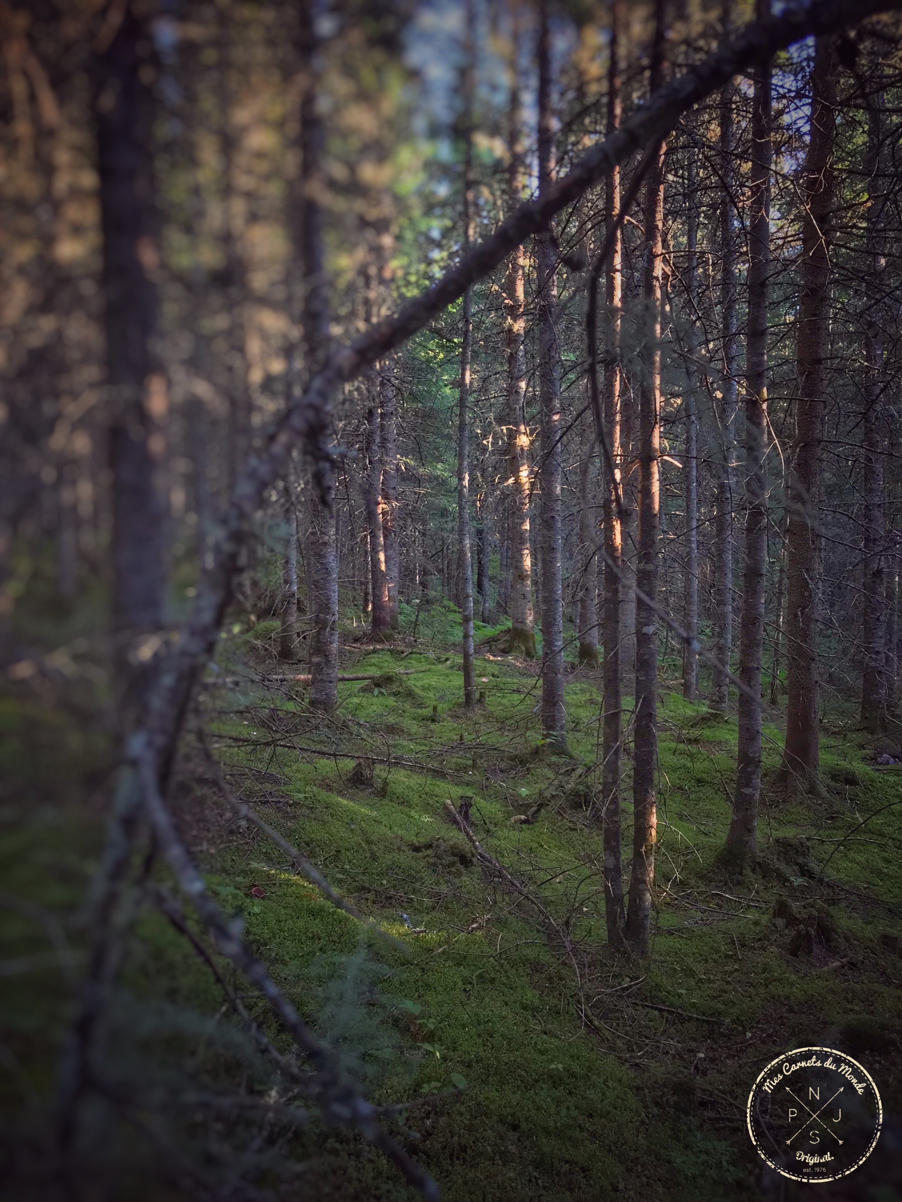 Forêt Québec, L&#8217;Appel de la Forêt Canadienne &#8211; Chapitre 1, Mes Carnets du Monde