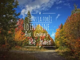 Forêt au Québec (Canada) à l'automne