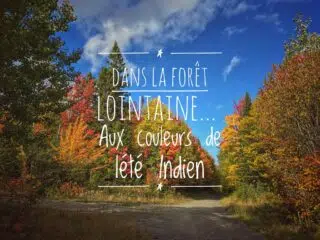 Forêt au Québec (Canada) à l'automne