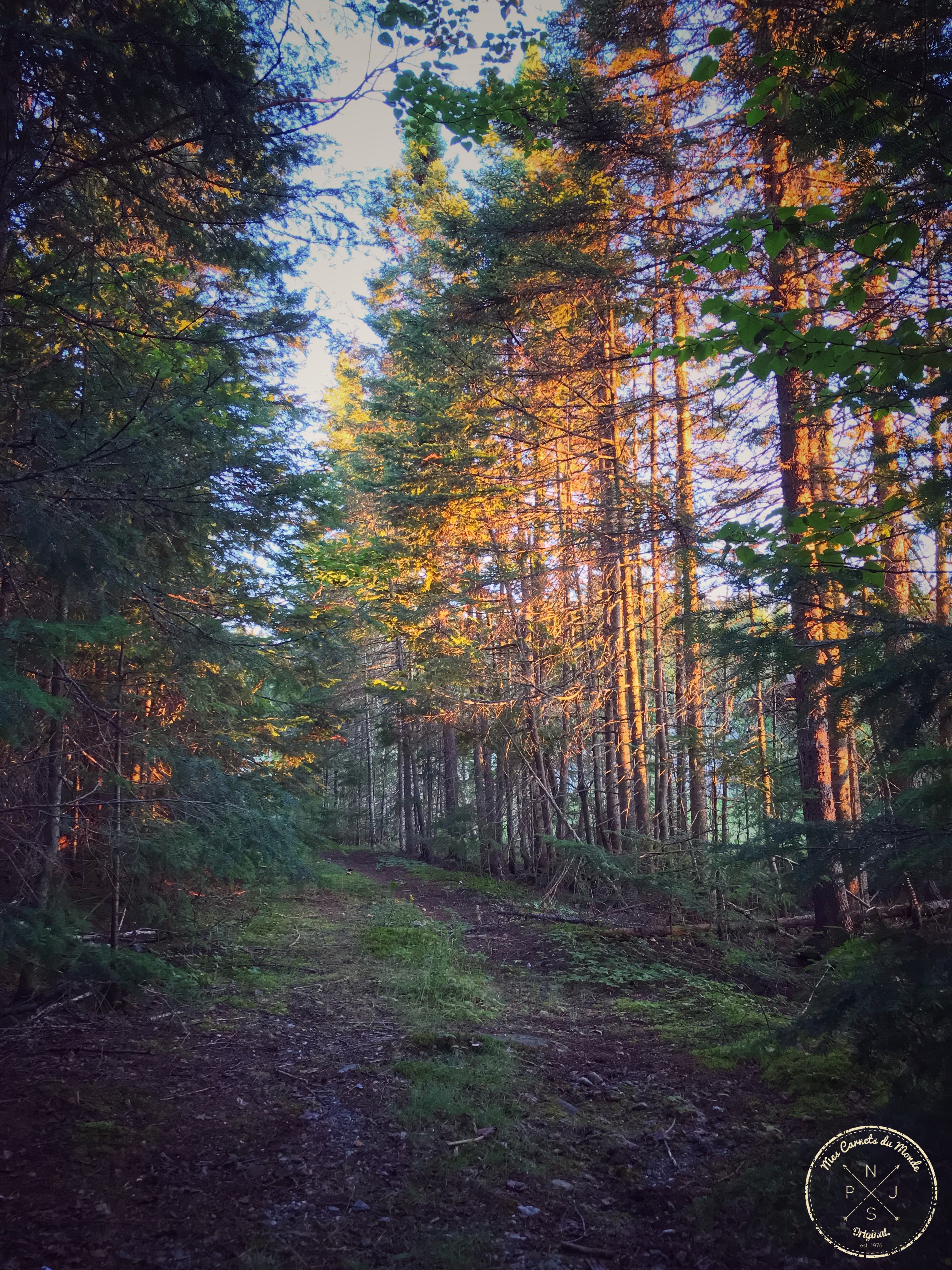 Forêt Québec, L’Appel de la Forêt Canadienne – Chapitre 1, Mes Carnets du Monde