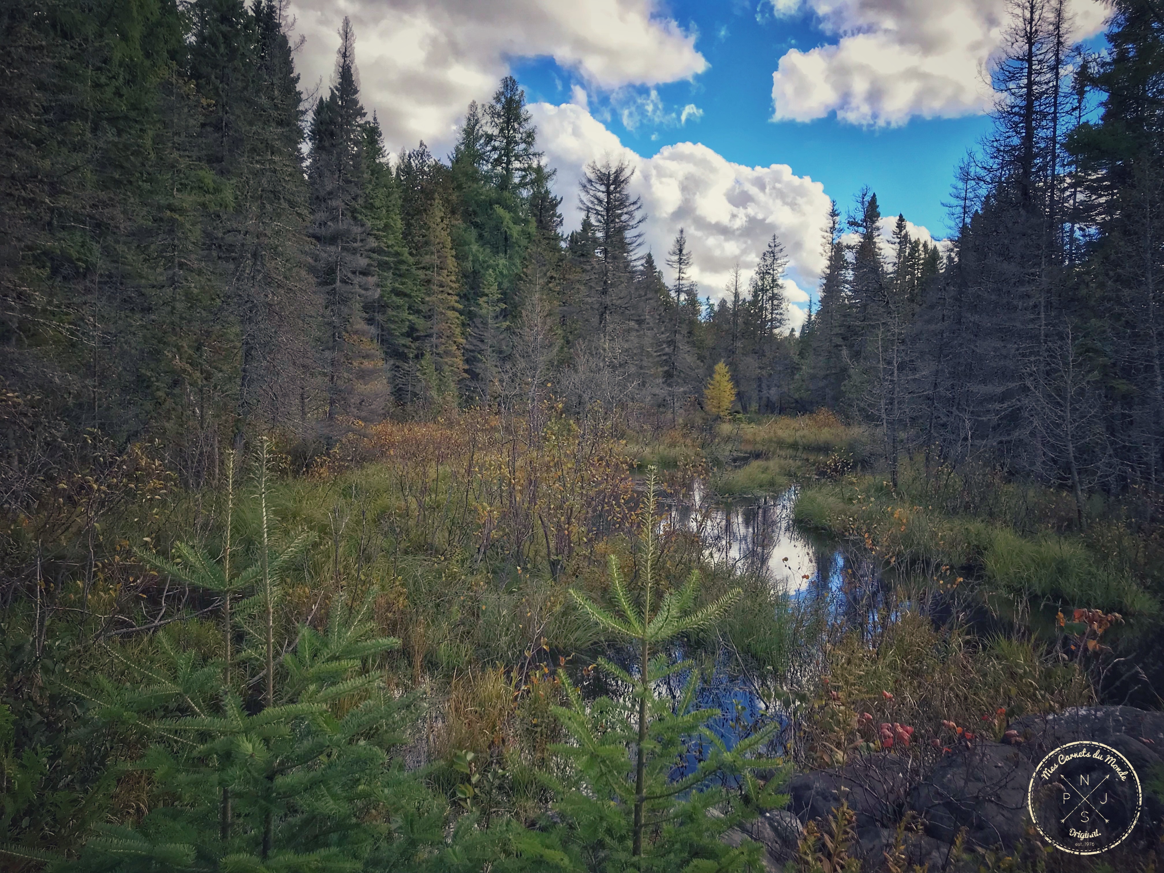 Forêt Québec, Dans la Forêt Lointaine&#8230; Aux Couleurs de l&rsquo;Eté Indien Canadien, Mes Carnets du Monde