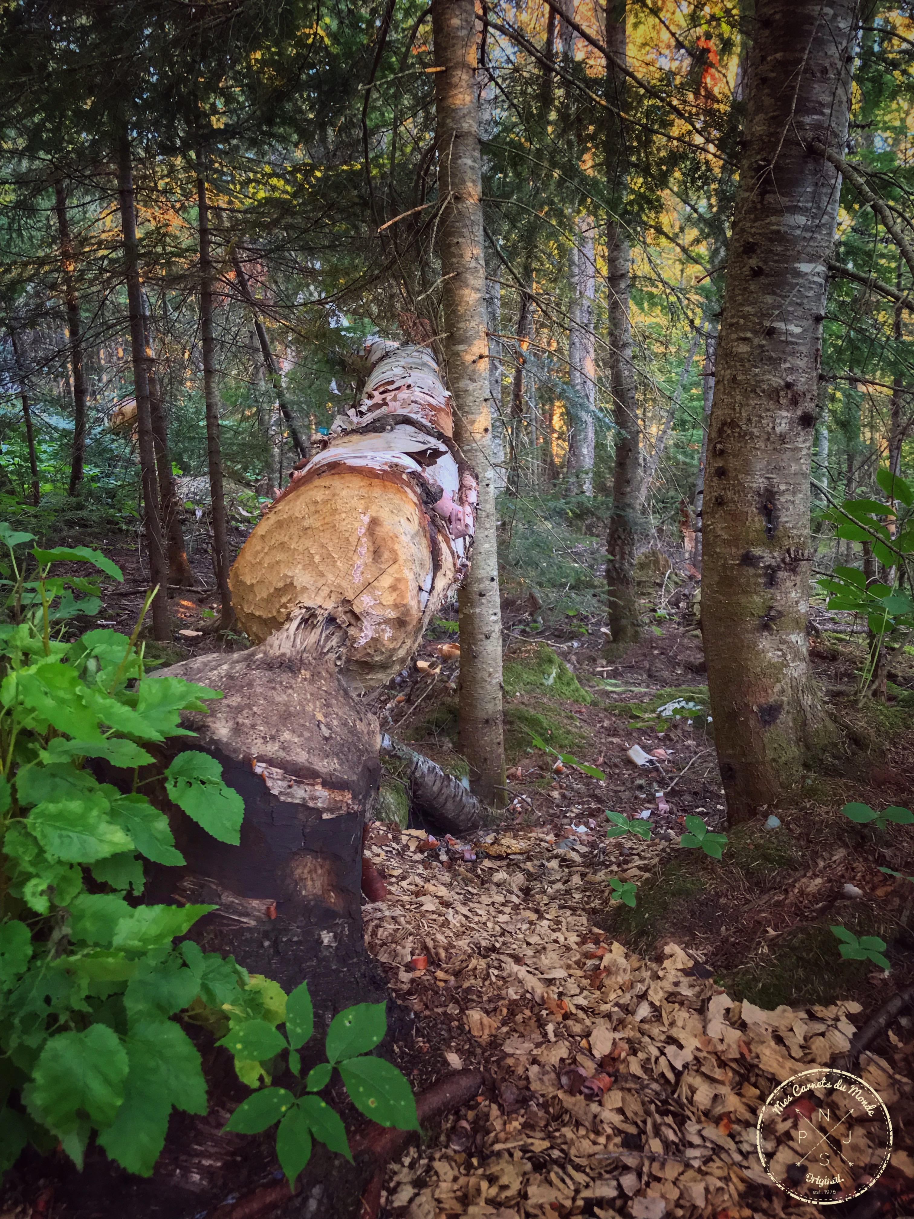 Forêt Québec, L&#8217;Appel de la Forêt Canadienne &#8211; Chapitre 1, Mes Carnets du Monde