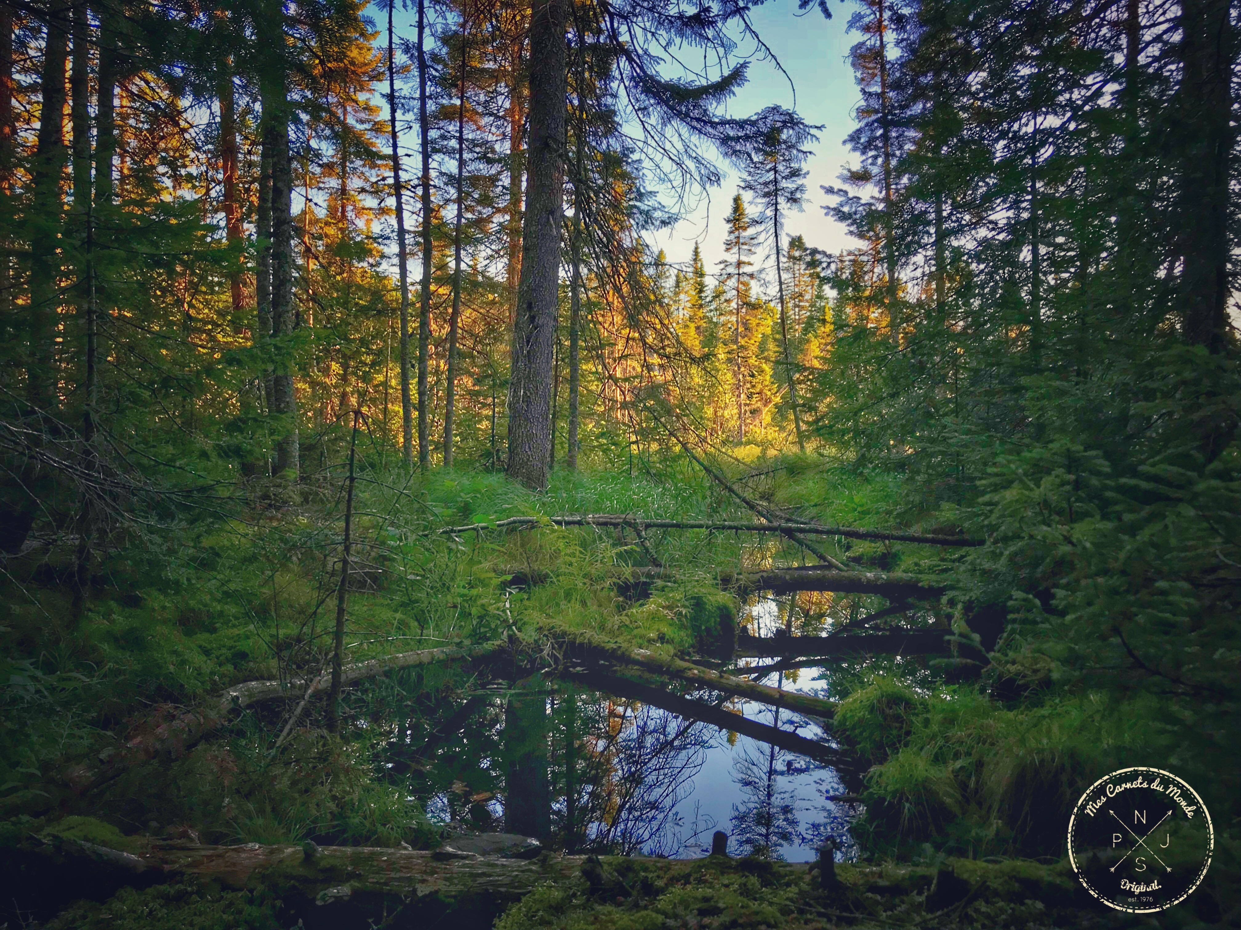 Forêt Québec, L’Appel de la Forêt Canadienne – Chapitre 1, Mes Carnets du Monde