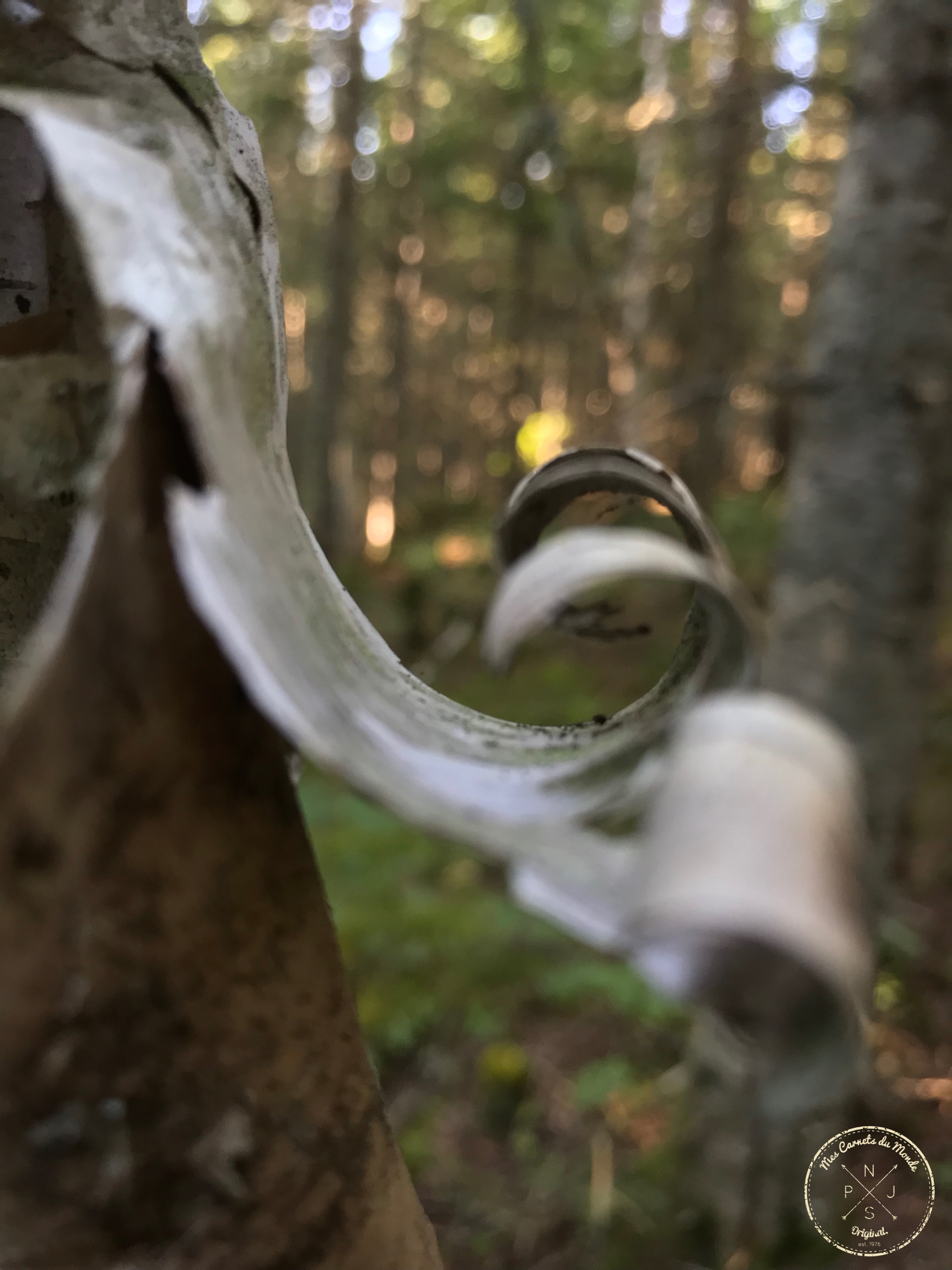 Forêt Québec, L&#8217;Appel de la Forêt Canadienne &#8211; Chapitre 1, Mes Carnets du Monde