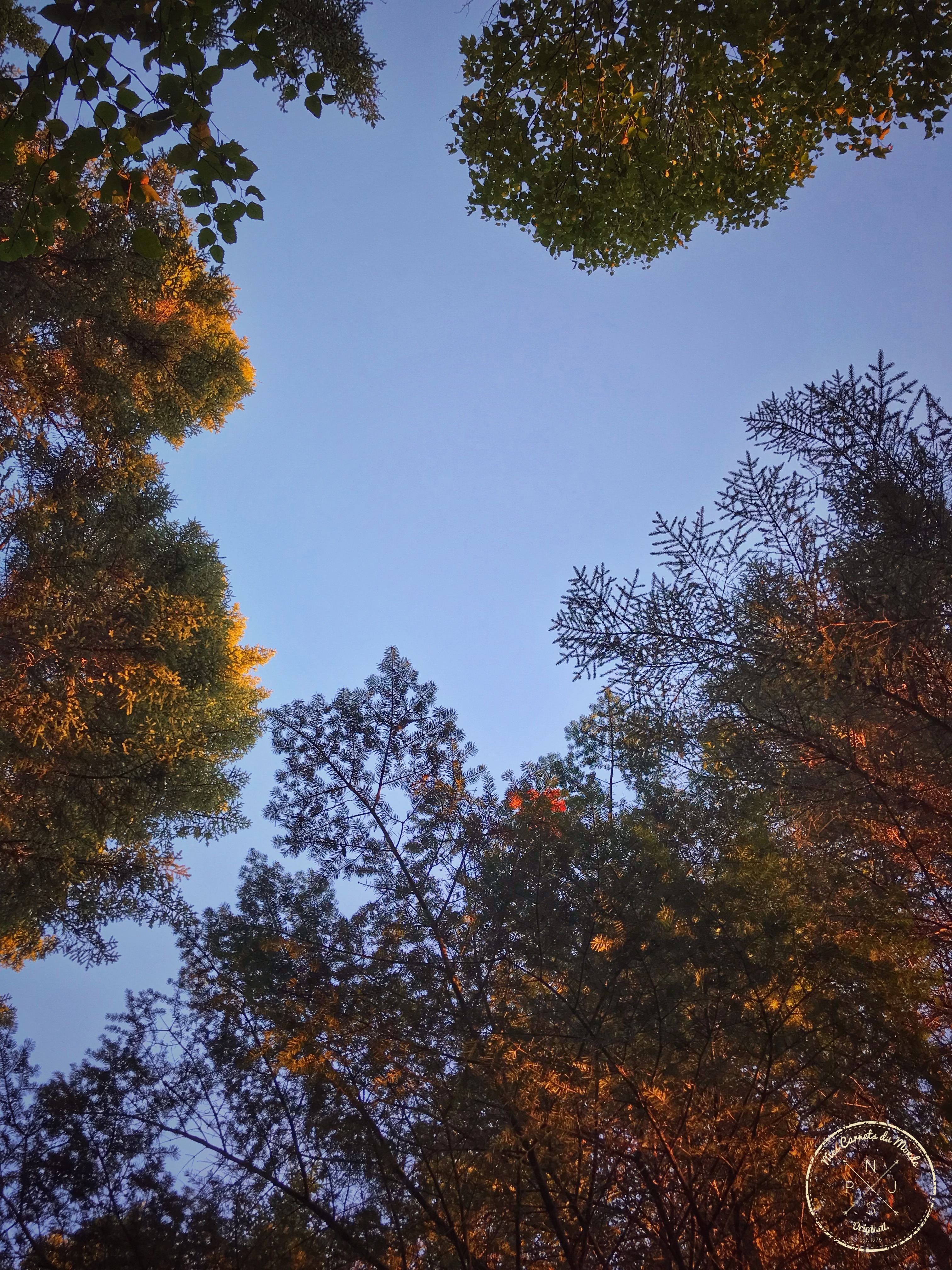 Forêt Québec, L&#8217;Appel de la Forêt Canadienne &#8211; Chapitre 1, Mes Carnets du Monde