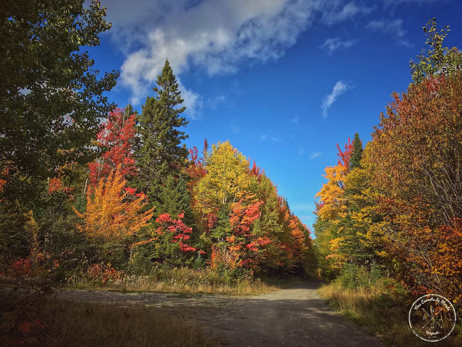 Couleurs de l'automne au Canada : sur la route dans la forêt