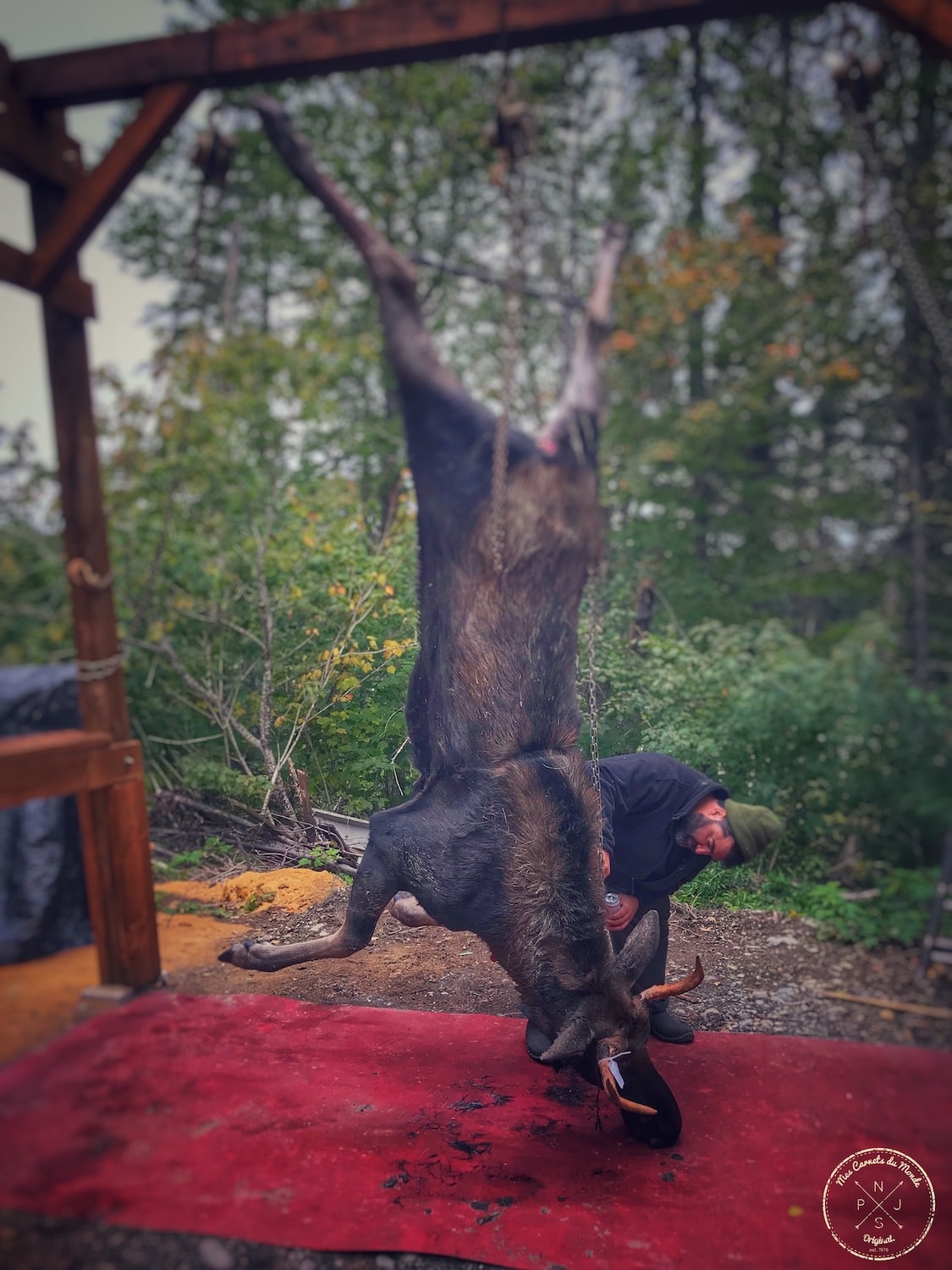 Orignal tué lors d'une partie de chasse au Québec, Canada