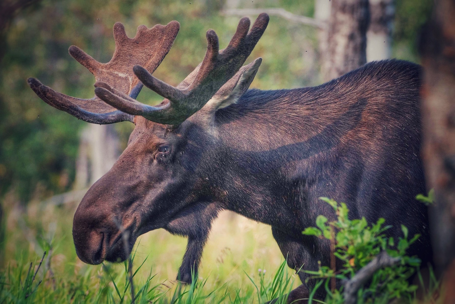 Orignal lors d'une partie de Chasse au Canada