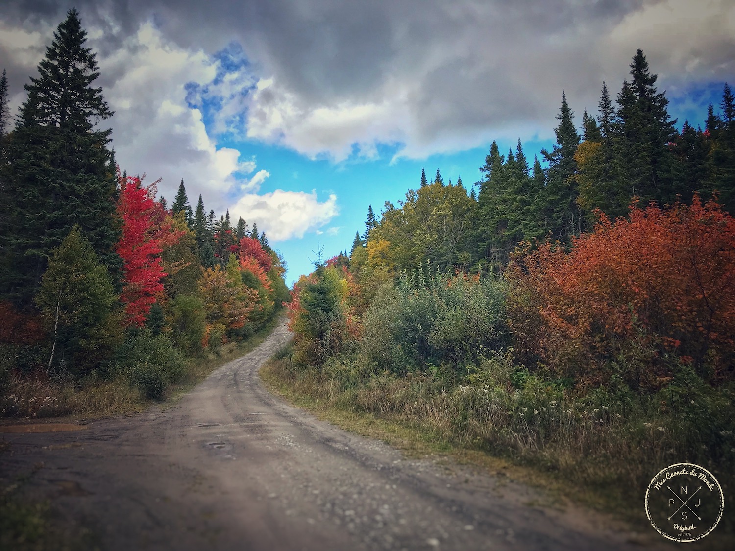 Couleurs de l'automne au Canada : sur la route dans la forêt