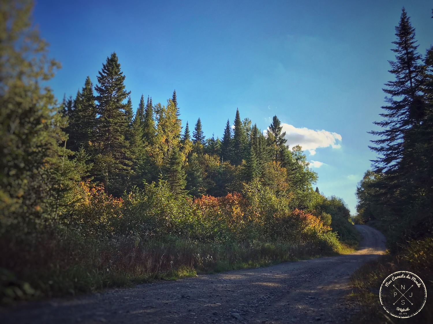 sur la route dans la forêt au Canada