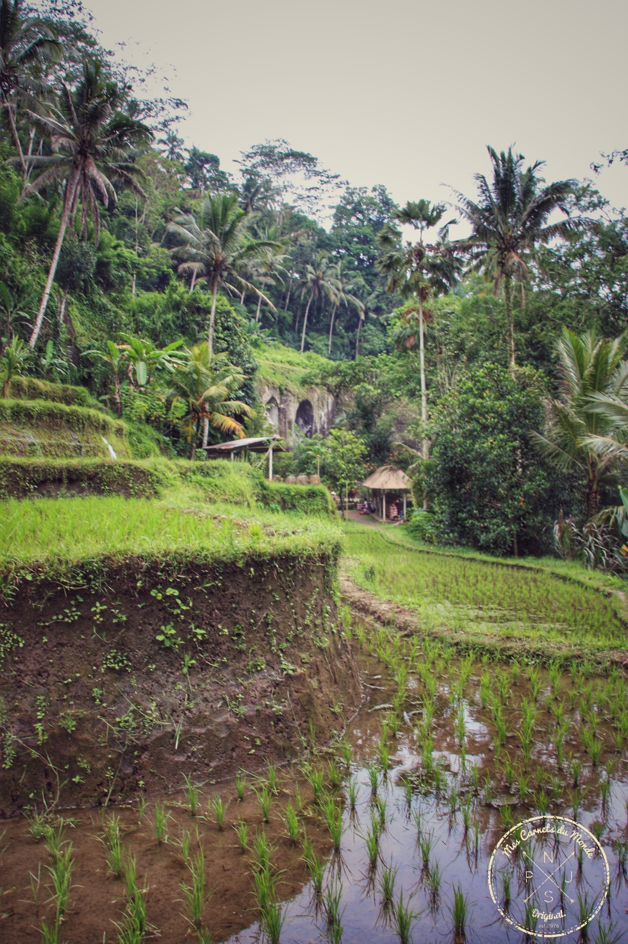 Temple dans les Rizières et sous les palmiers à Bali