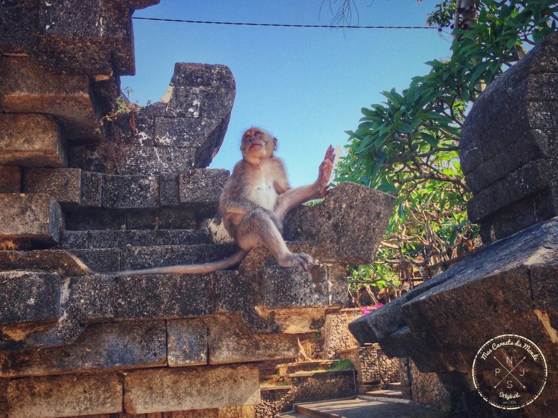 Singe agressif au temple d'Uluwatu.