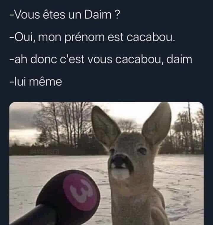 le Daim Cacaboudin