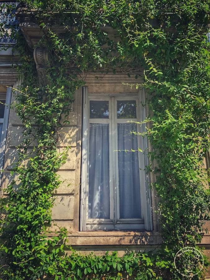 Façade fenêtre végétation Bordeaux - Coronavirus Confinement Bordeaux - Mes Carnets du Monde