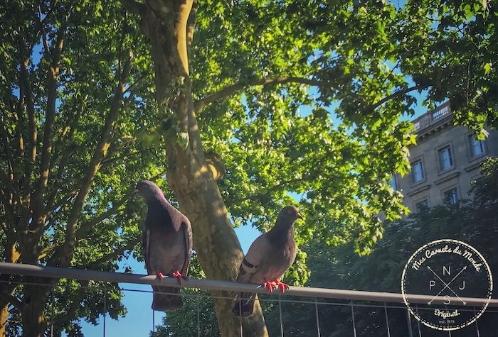 Pigeons en liberté à Bordeaux -Avril 2020 - Confinement en France