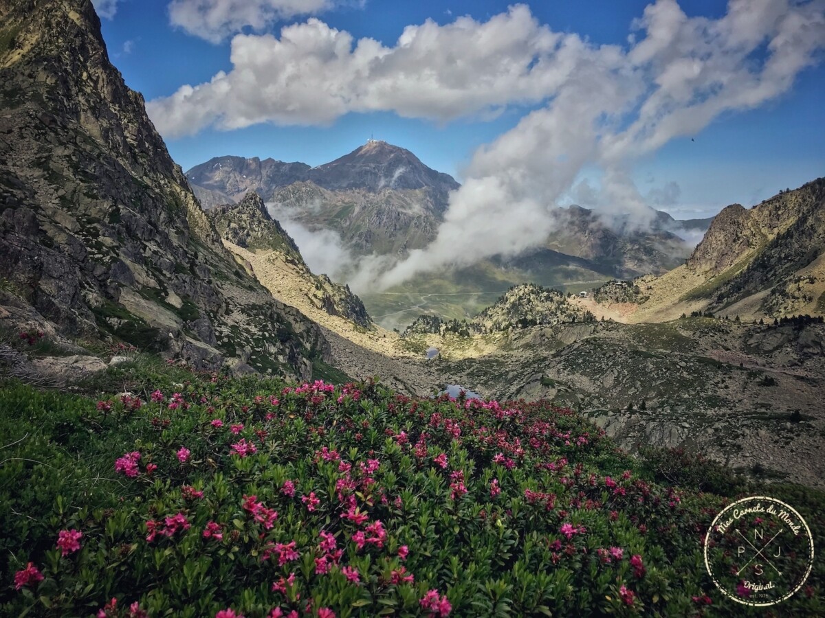 Rhododendrons fleuris et vue sur le pic du Midi de Bigorre