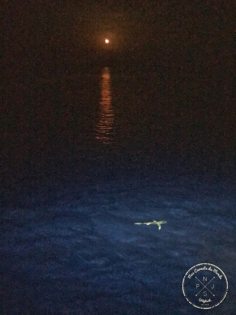 lever de lune sur la mer rouge lors d'une croisière plongée en Egypte
