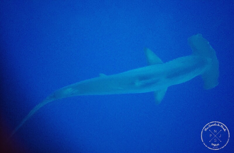 Requin Marteau en Mer Rouge lors d'une croisière plongée en Egypte