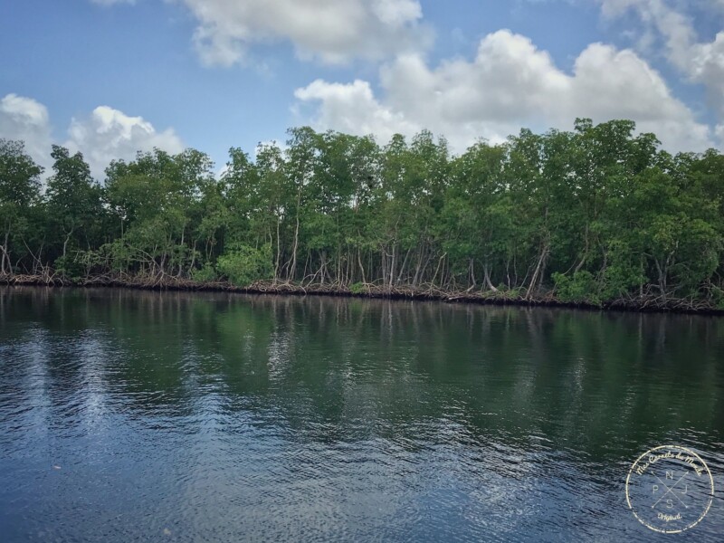 Navigation dans la mangrove en Guadeloupe