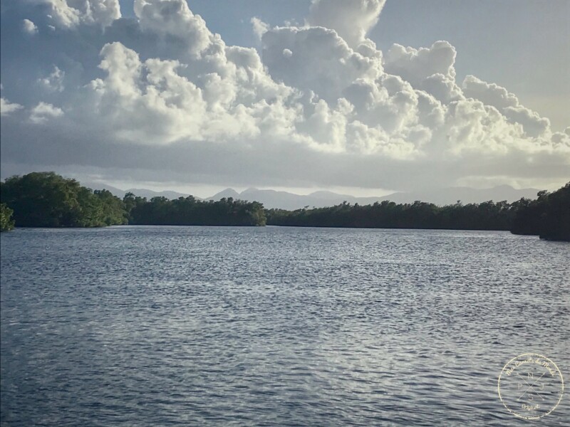 Vue sur la Guadeloupe et sa mangrove, depuis la rivière salée