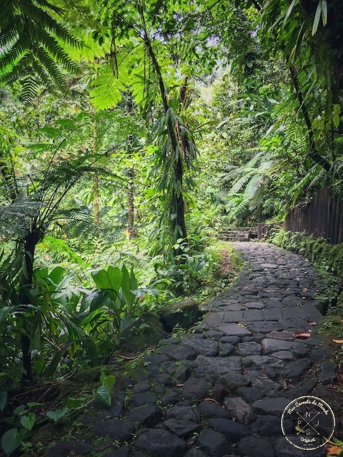 Chemin de pierre sous les arbres en guadeloupe