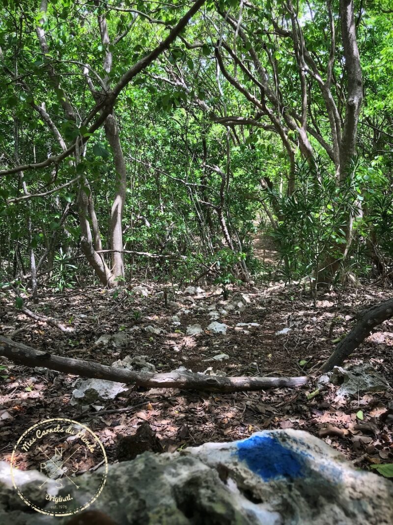 La Pointe des Châteaux, La Pointe des Châteaux, une belle randonnée à l’est de la Guadeloupe et des randonneurs un peu  « à l’ouest »…, Mes Carnets du Monde