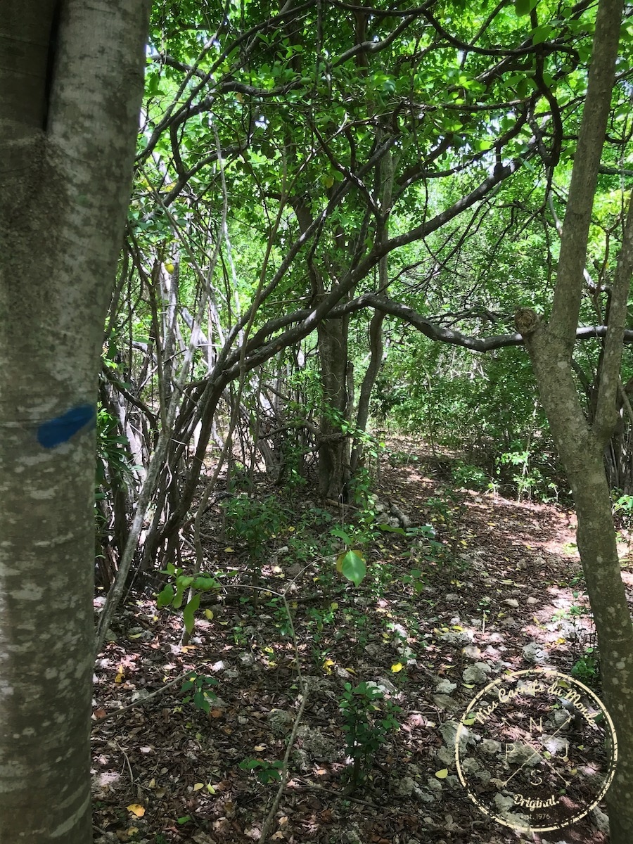 La Pointe des Châteaux, La Pointe des Châteaux, une belle randonnée à l’est de la Guadeloupe et des randonneurs un peu  « à l’ouest »…, Mes Carnets du Monde