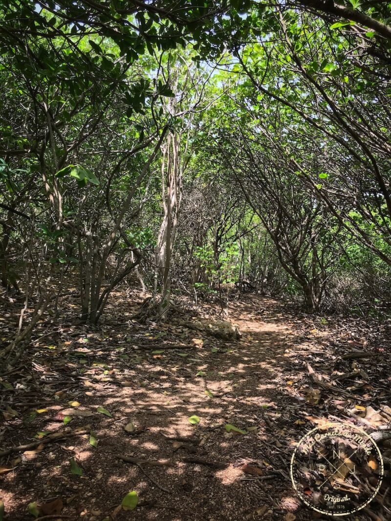 La Pointe des Châteaux, La Pointe des Châteaux, une belle randonnée à l’est de la Guadeloupe et des randonneurs un peu  « à l’ouest »…, Mes Carnets du Monde