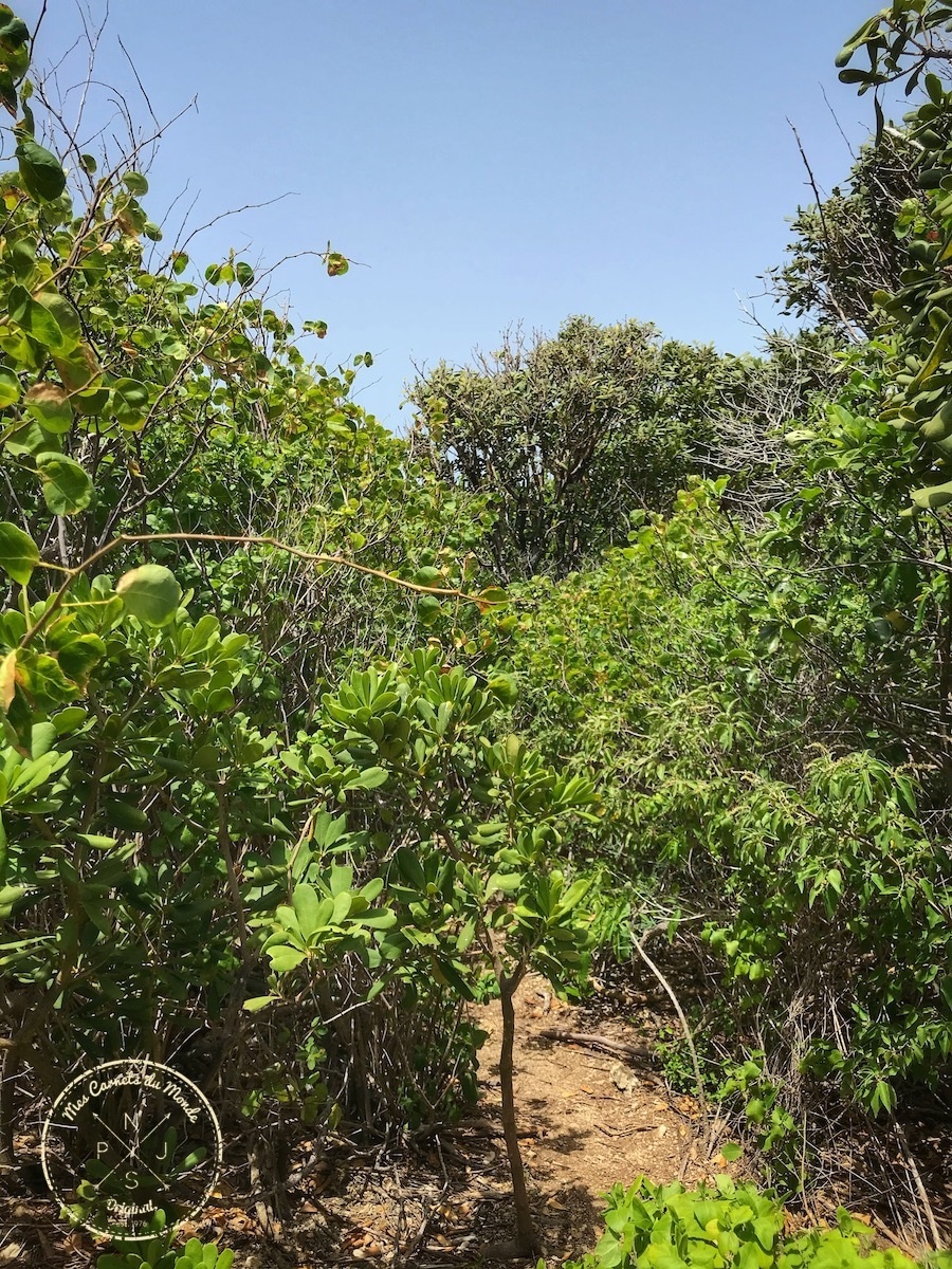 La Pointe des Châteaux, La Pointe des Châteaux, une belle randonnée à l’est de la Guadeloupe et des randonneurs un peu  « à l’ouest »…, Mes Carnets du Monde