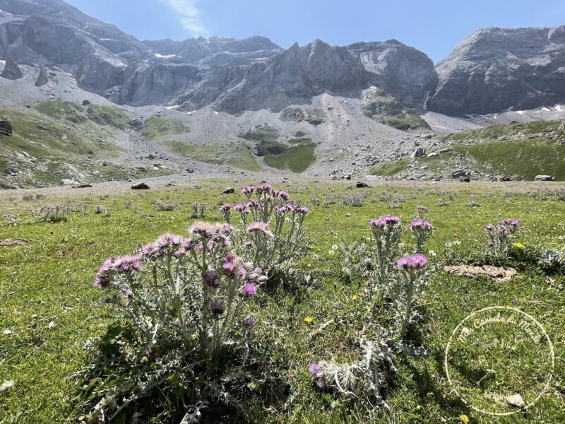 Chardons violets dans le Cirque de Troumouse