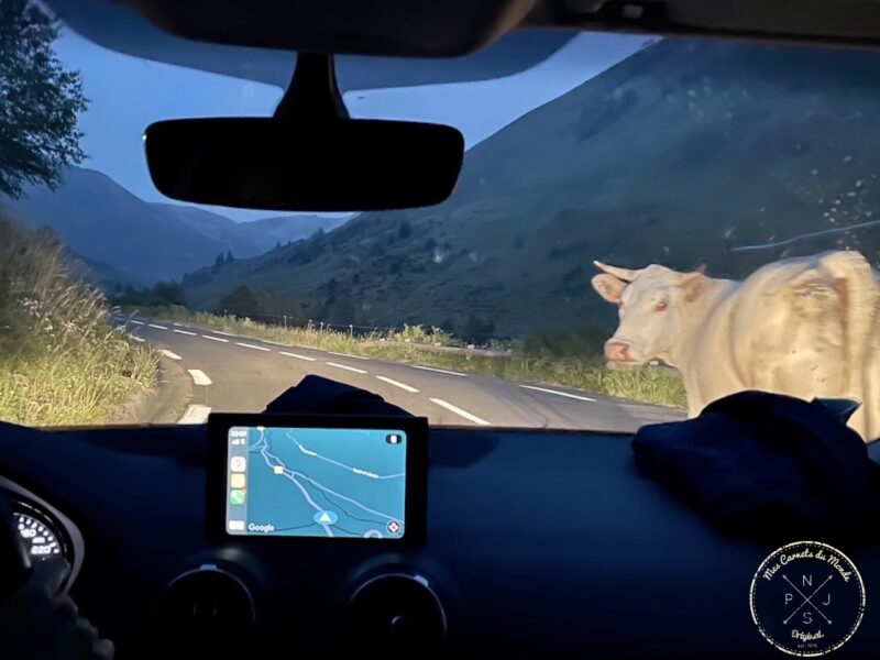 vache sur la route du col du tourmalet, de nuit