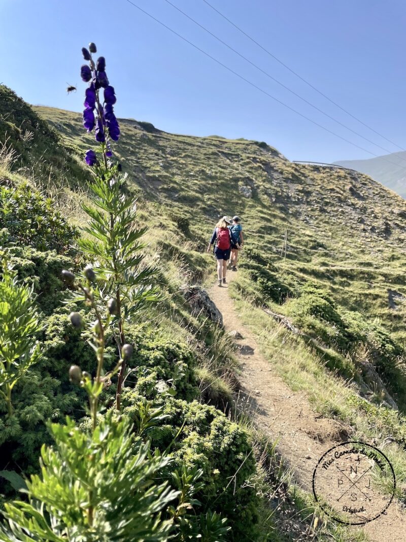 Fleurs Digitales, le long du chemin entre l'auberge du Maillet et le village de Héas dans les Pyrénées