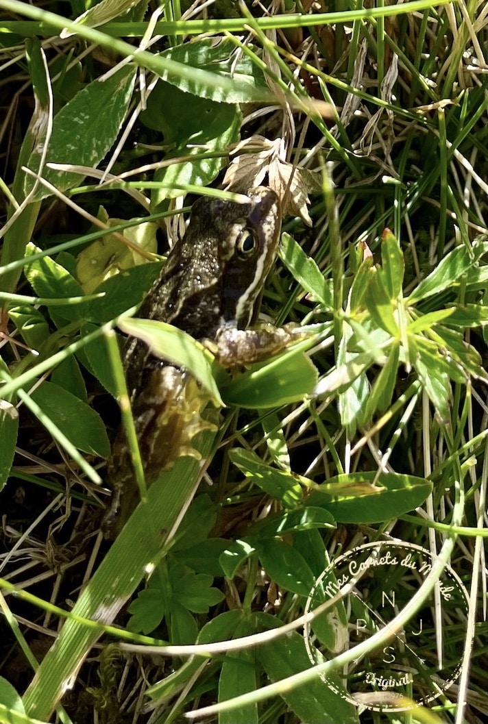 Randonnée Cirque de Troumouse, Randonnée au Cirque de Troumouse… Mais Qu&#8217;est-ce Que C’est Que Ce Cirque ?, Mes Carnets du Monde