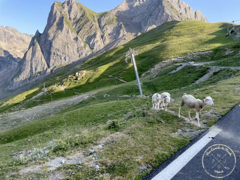 Moutons sur la route du Tourmalet dans les montagnes pyrénées