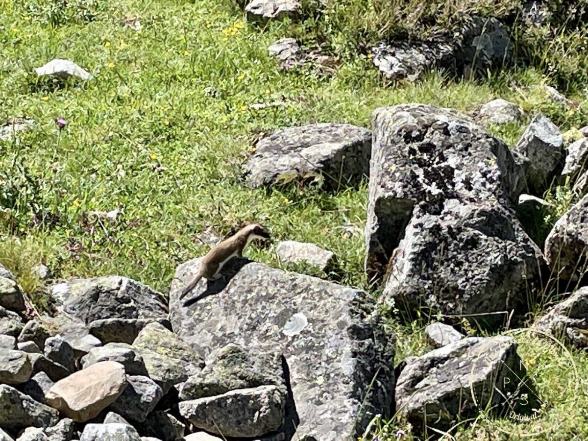 Belette sur un rocher à Barèges dans les Pyrénées