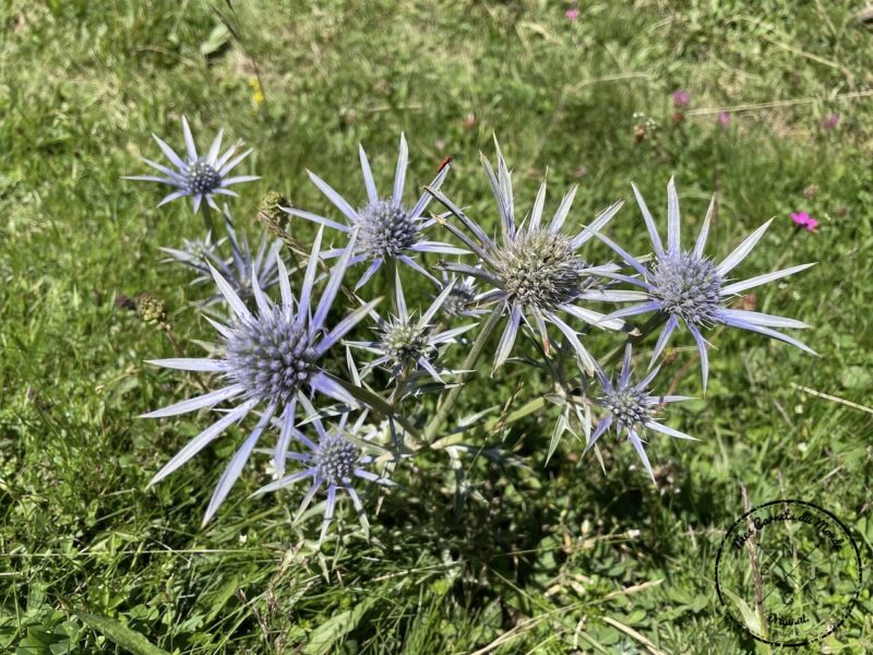 Aygues Cluses, Randonnée dans la Vallée d’Aygues Cluses à Barèges : les Belles Eaux (& Maisons ?) Closes du GR10., Mes Carnets du Monde
